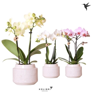 Phalaenopsis gemengd