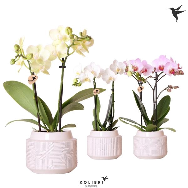 <h4>Phalaenopsis gemengd</h4>