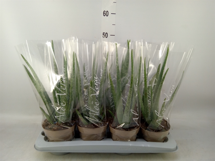 <h4>Aloe vera</h4>