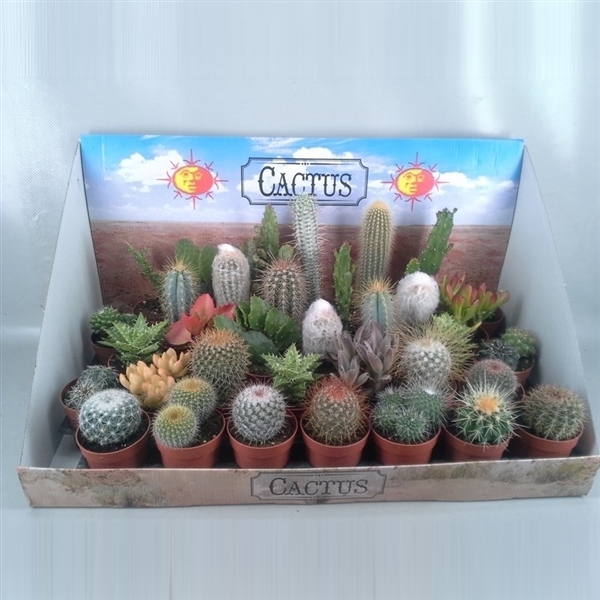<h4>98 cactus mix showdoos 6,5 cm</h4>