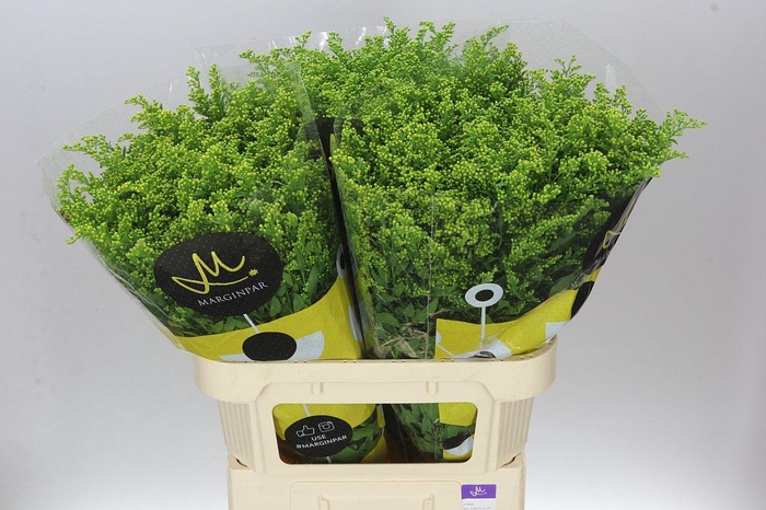 <h4>Soli Golden Glory</h4>