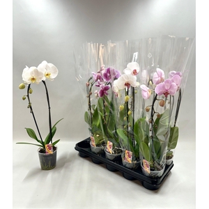 PHAL EL CASCADE