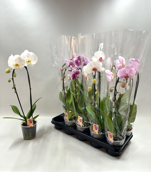 <h4>PHAL EL CASCADE</h4>