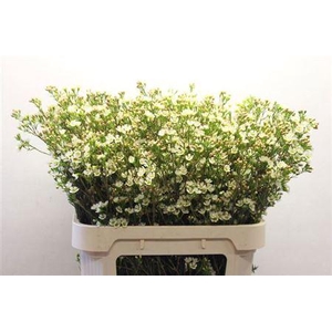 Chame Crystal Pearl White 80cm