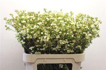 <h4>Chame Crystal Pearl White 80cm</h4>