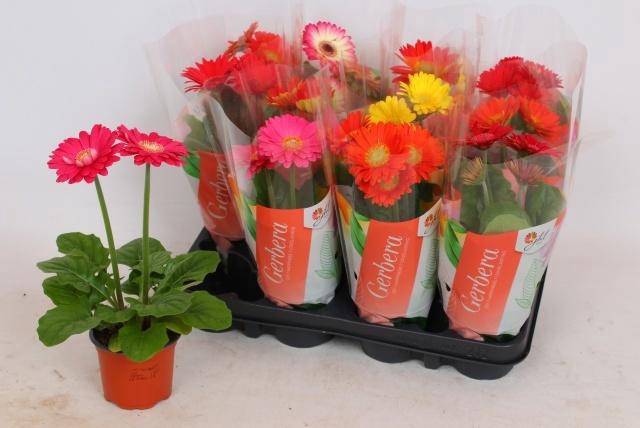 <h4>GER COLOURGAME GEM</h4>