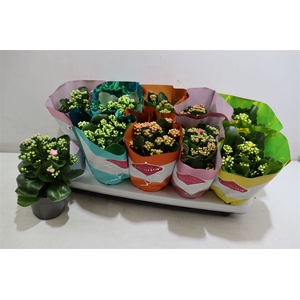 Kalanchoe Double Deluxe Mix Stadium