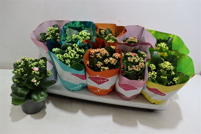 Kalanchoe Double Deluxe Mix Stadium