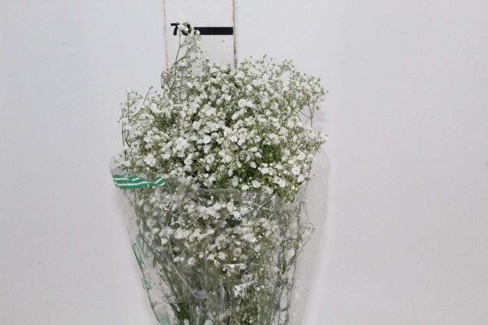 <h4>GYPSOPHILA PANICULATA PEARLS BLOSSOM 070 CM MIN 250 GRAMAS</h4>