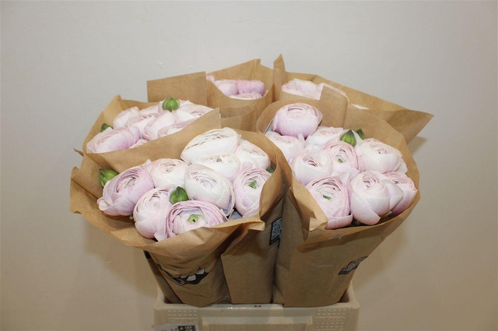 <h4>Ran Cloni Ex Nebbia</h4>