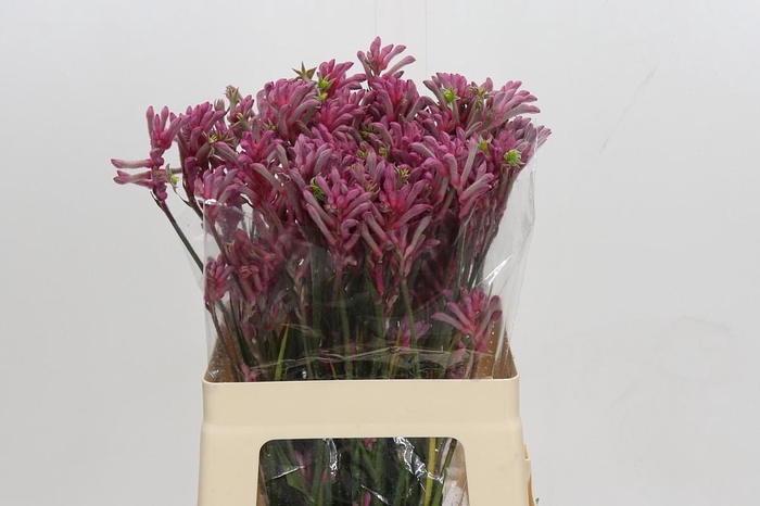 <h4>Anigozanthos Mini Pearl</h4>