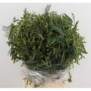 ACACIA DEALBATA BS
