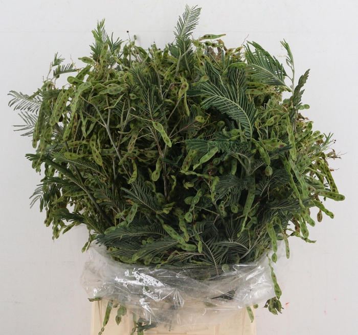 <h4>ACACIA DEALBATA BS</h4>
