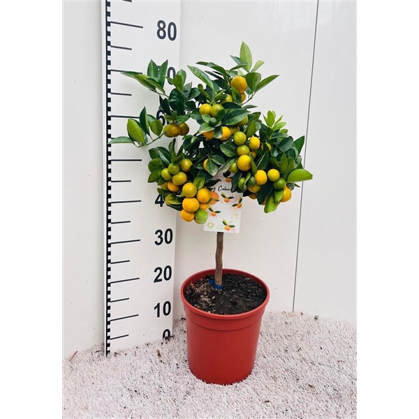 <h4>Citrus Calamondin on stem</h4>