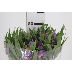 ALSTROEMERIA FLORENTINA 080 CM