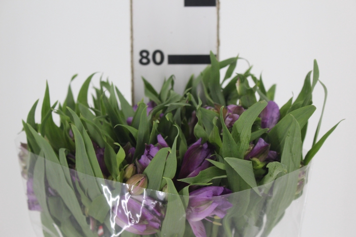 <h4>ALSTROEMERIA FLORENTINA 080 CM</h4>