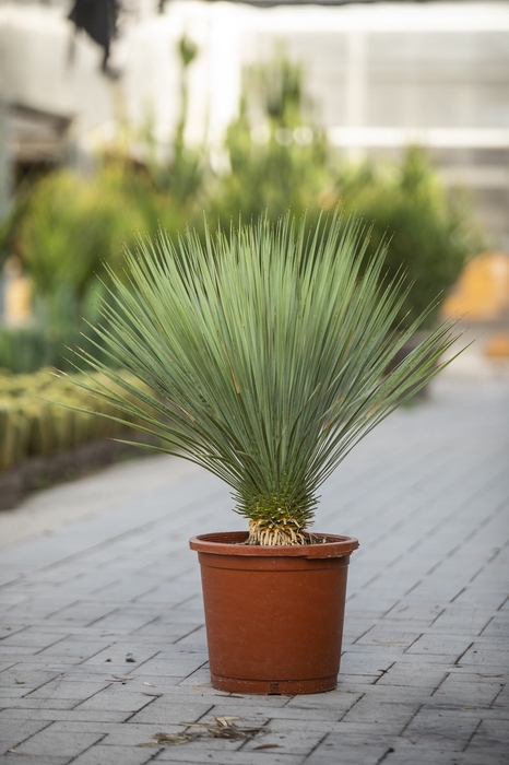 <h4>Yucca Rostrata</h4>