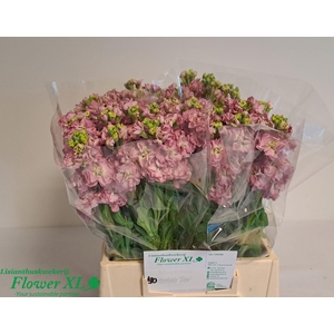 MATTH STOX ROSE PINK