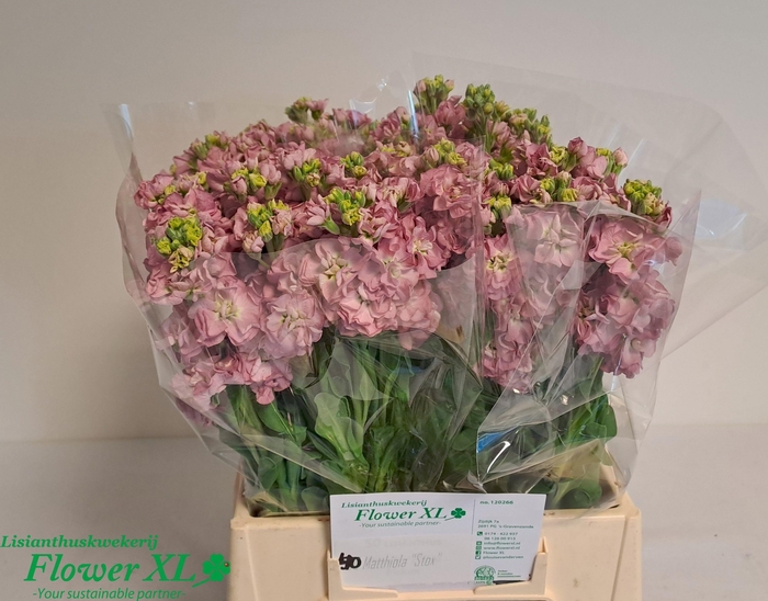 <h4>MATTH STOX ROSE PINK</h4>