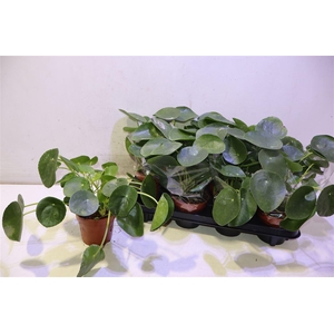 Pilea Peperomioides