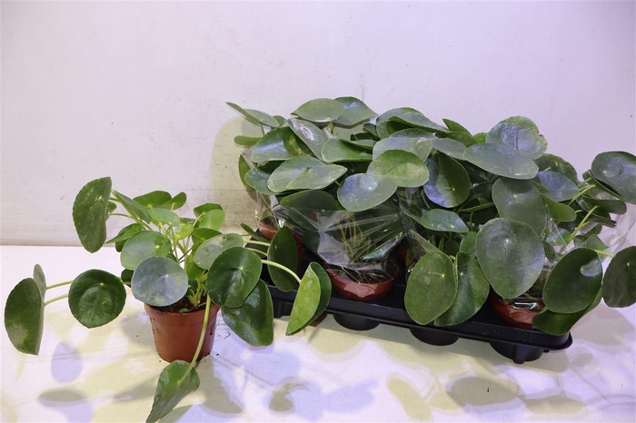 <h4>Pilea Peperomioides</h4>