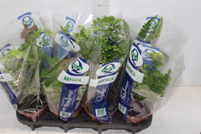 <h4>AVENCA VARIADA P15</h4>