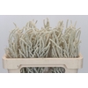 Amaranthus Yearming Desert