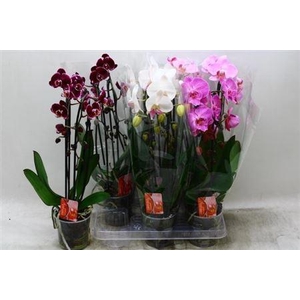 Phal El Cascade Gem 2 Branches 16+