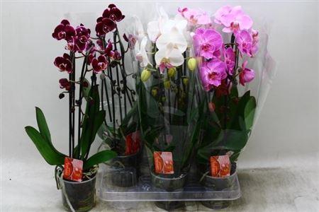 <h4>Phal El Cascade Gem 2 Branches 16+</h4>