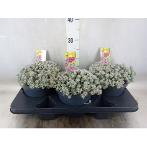 Sedum spathulifolium 'Cape Blanco'