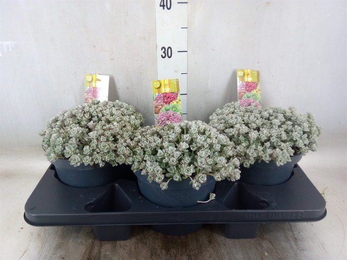 <h4>Sedum spathulifolium 'Cape Blanco'</h4>