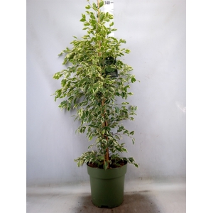 Ficus benja. 'Starlight'