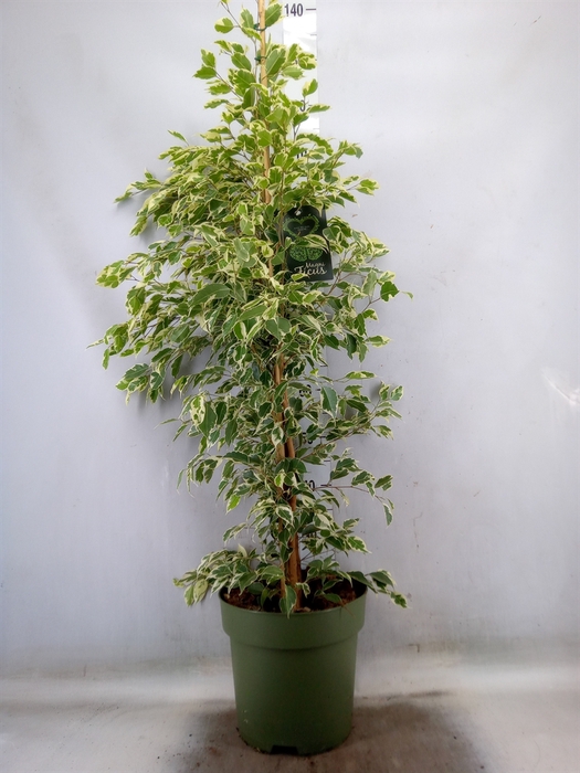 <h4>Ficus benja. 'Starlight'</h4>