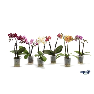 Phal Mini