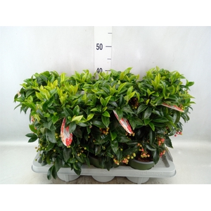 Ardisia crenata 'Bos Premium'