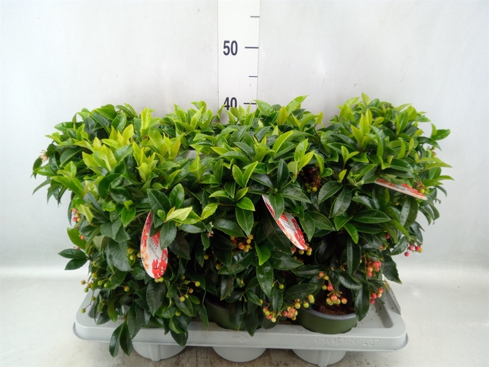 Ardisia crenata 'Bos Premium'