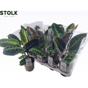 Calathea Warscewiczii 14Ø 40cm