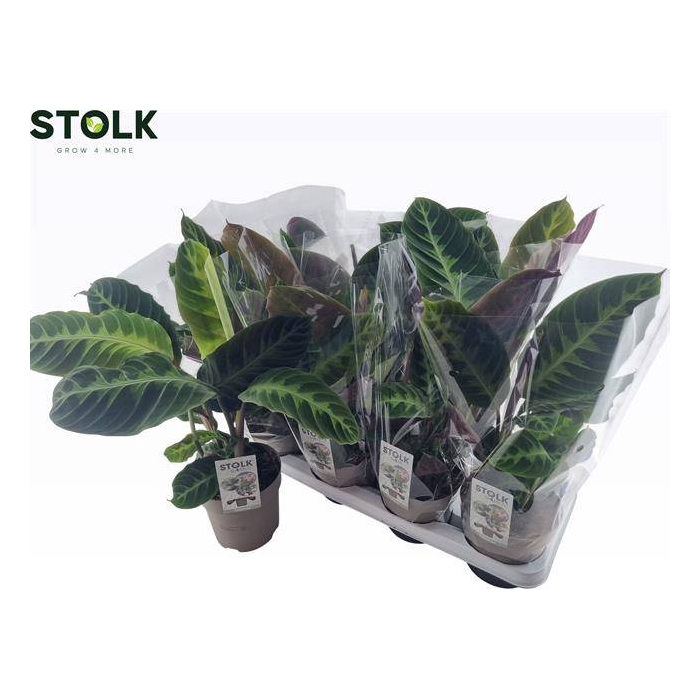<h4>Calathea Warscewiczii 14Ø 40cm</h4>