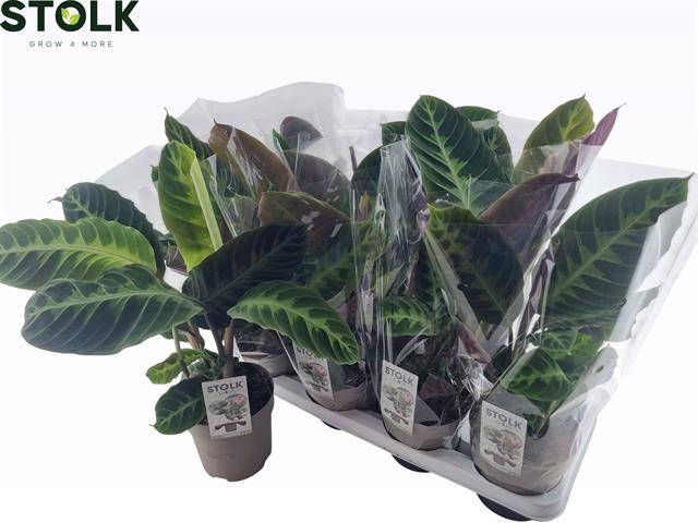 Calathea Warscewiczii 14Ø 40cm