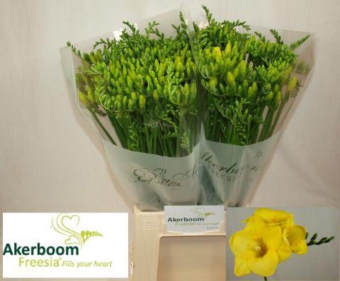 <h4>FR EN YELENA</h4>