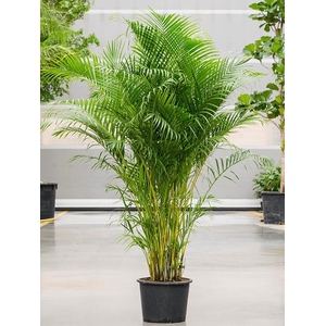 Dypsis (Areca) lutescens