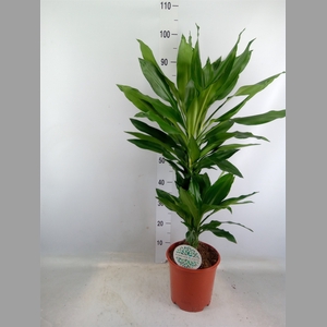 Dracaena fr de 'Janet Lind'