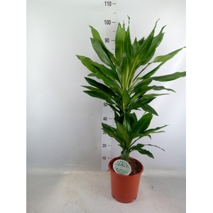 Dracaena fr de 'Janet Lind'