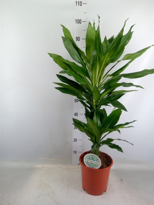 <h4>Dracaena fr de 'Janet Lind'</h4>