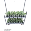 Komkommerplanten
