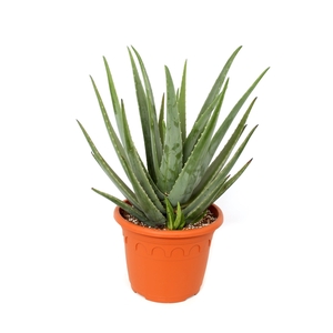 Aloe vera 35 cm