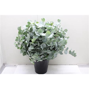 Euc Cinerea 300 Gr 999
