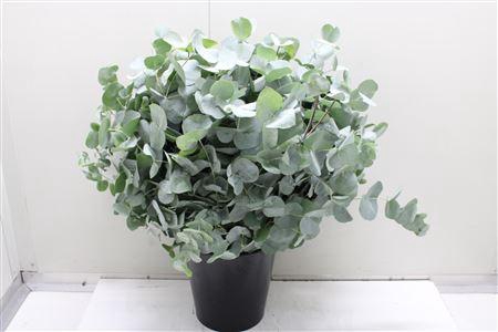 Euc Cinerea 300 Gr 999