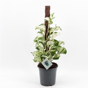 Epipremnum Manjula mosstok
