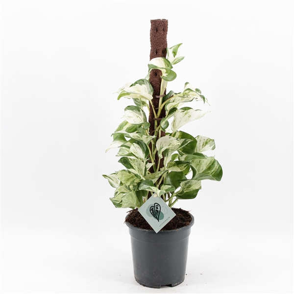 <h4>Epipremnum Manjula mosstok</h4>